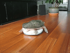 in a hurry turtle GIF