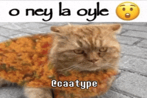 Cat Turkish Food GIF