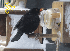 Merel Black Bird Snow Bird GIF