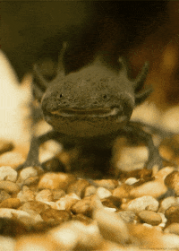 Best Salamander Gifs Primo Gif Latest Animated Gifs