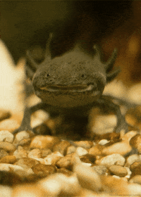 Ajolotes Gifs Get The Best Gif On Giphy
