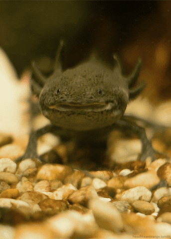 amphibian