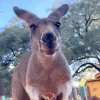 Chewing Gum Zoo GIF by Storyful