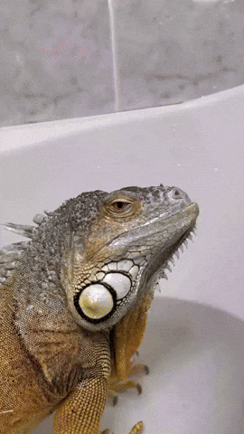 Bath Funny Animals GIF by Storyful