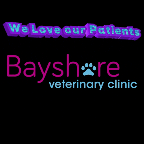 bayshorevets we love our patients GIF