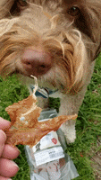 Dog Eating Chomp GIF by Geekster Pets