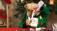 Funny-animals-s GIFs - Get the best GIF on GIPHY