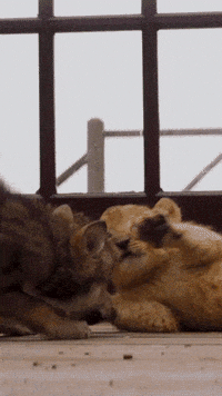 Gilles-lelouche GIFs - Get the best GIF on GIPHY