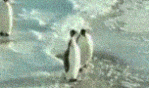 Snow Penguin GIF - Find & Share on GIPHY