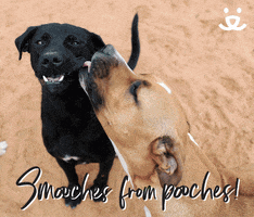 I Love You Kiss GIF by Best Friends Animal Society