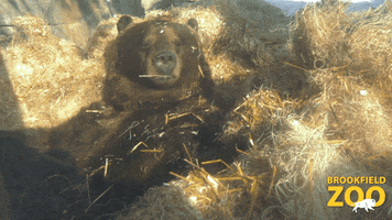 Sleep Reaction GIF by Brookfield Zoo