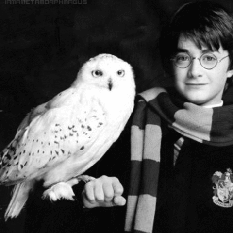 hedwig