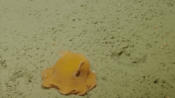 Scared Ocean Floor GIF by Ari Spool