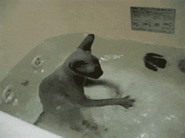 Cat Bath GIF