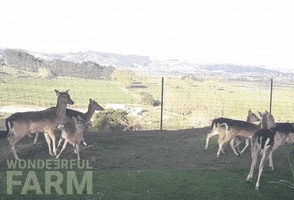 Deer Hopping GIF by Wondeerful farm