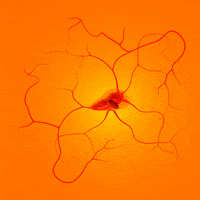 Heart Beat Art GIF