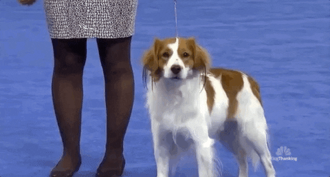national dog show 2018