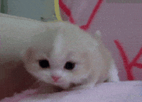 Shrek-cat GIFs - Get the best GIF on GIPHY