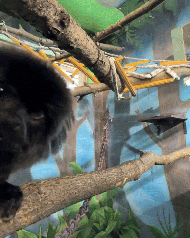 Monkey Primate GIF by Valley Zoo Development Society