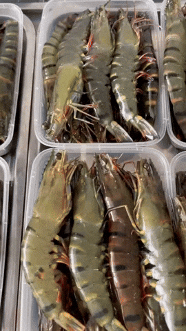 369Fish GIF