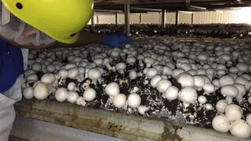 Cbc Leamington GIF
