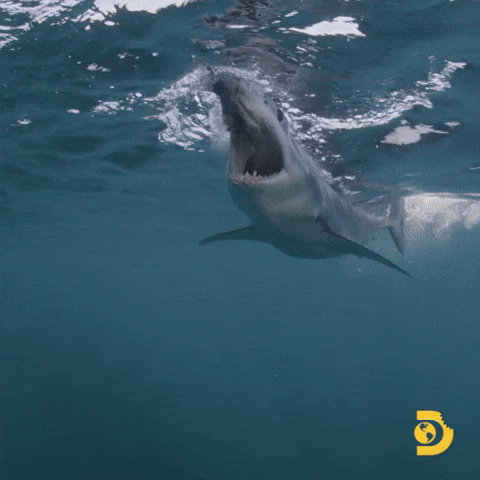 great white shark bite gif
