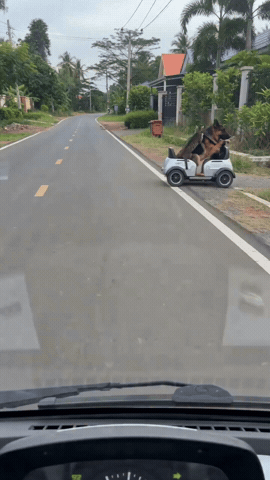 Cat GIF