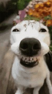 cheesy dog grin