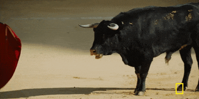 Wall Street Bull GIF by Jordan Lingohr