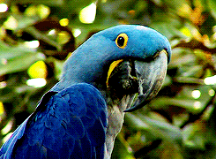 What should I name my parrot?