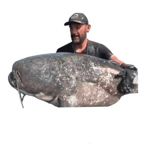 Catfish World by Yuri Grisendi Sticker