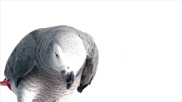 animal s bird GIF