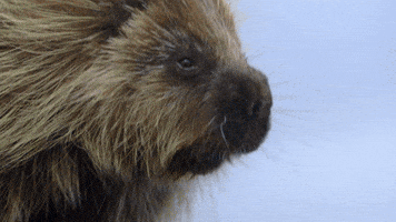 nat geo wild fist bump GIF by Dr. Oakley, Yukon Vet