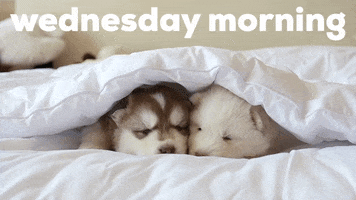 Wednesday Morning GIF by Sealed With A GIF