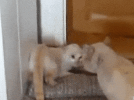 cat funny cats GIF
