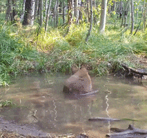 Sunny Day Bears GIF by Storyful