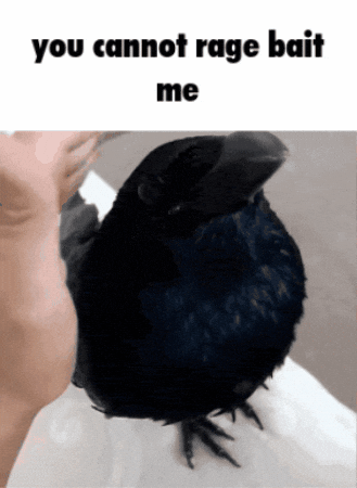 Crow Shibakobe GIF