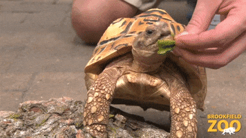 Turtle Eating GIF by Brookfield Zoo