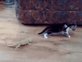 giphy.gif?cid=8fc3c897422991b305dd900b6b35211cf4c5b567f1bb353d&rid=giphy.gif