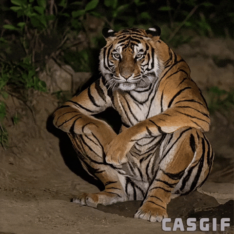 Tiger GIF