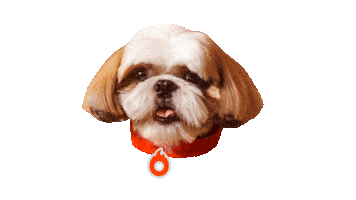 Shihtzu Sticker by Hotmart