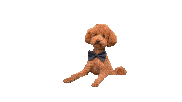 Poodle Sticker