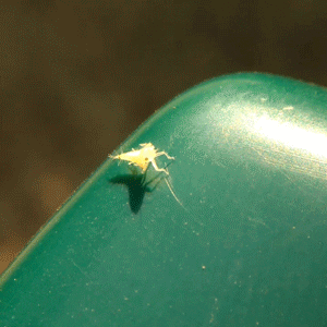 Happy Dance GIF