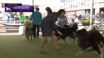 Jumping Westminster Dog Show GIF by Westminster Kennel Club