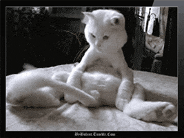Just For Laughs Cat GIF