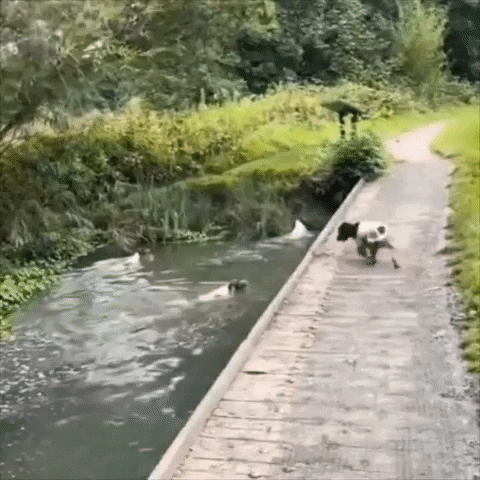 Dog GIF