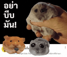 Hamster Wow GIF