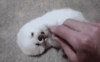 sweet puppy GIF