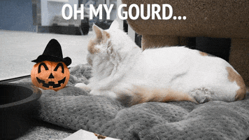 Cat Halloween GIF by LifeLine Animal Project