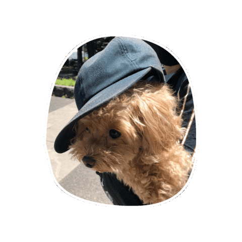 Dog Sticker